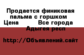 Продается финиковая пальма с горшком › Цена ­ 600 - Все города  »    . Адыгея респ.